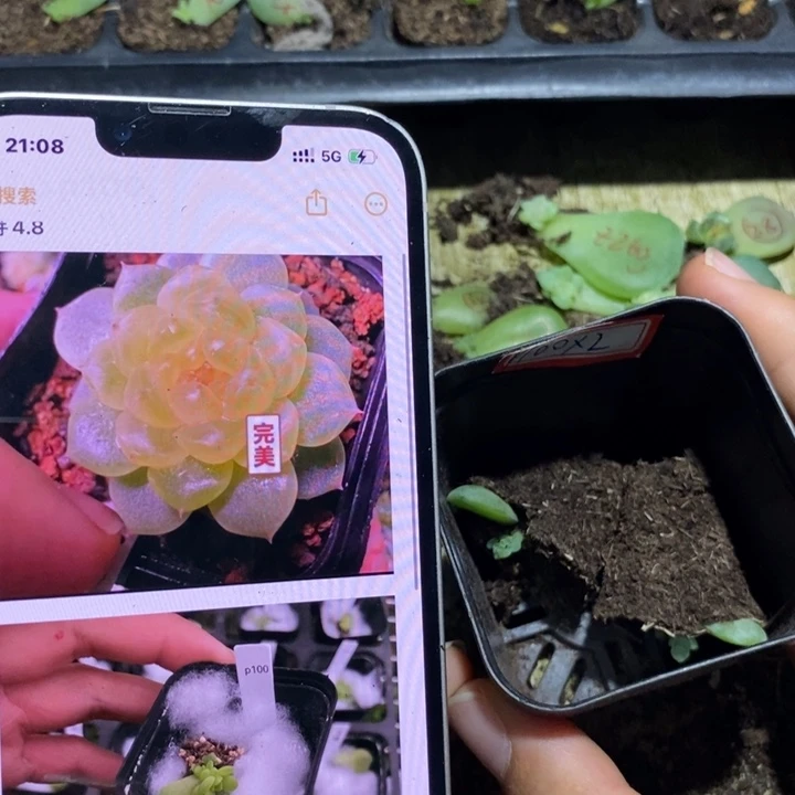 甜心p100芽苗一个多肉