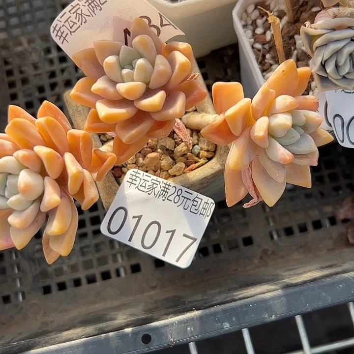 幸运的是我还没遇到过