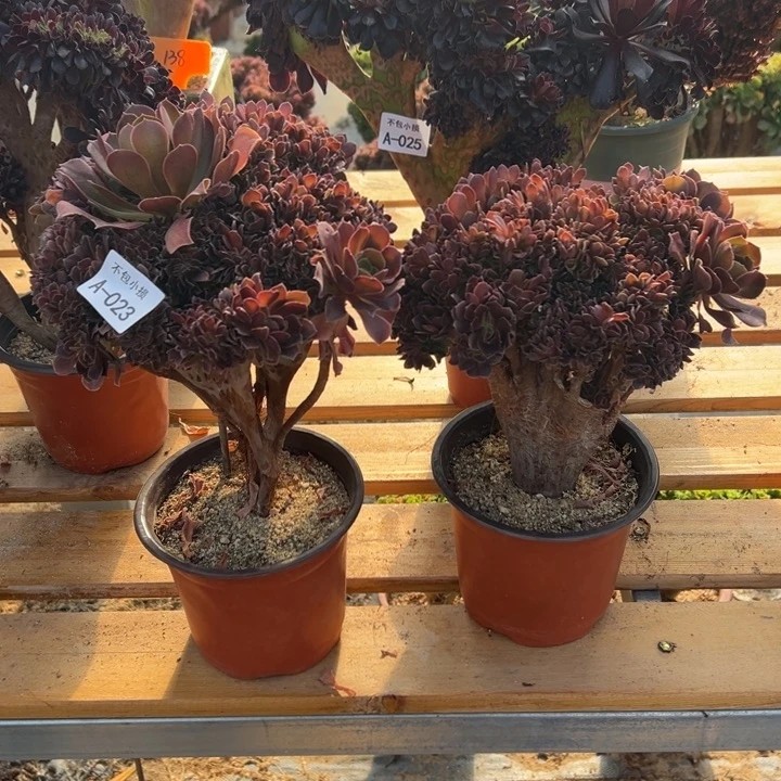 023 玫瑰缀共2棵带断枝