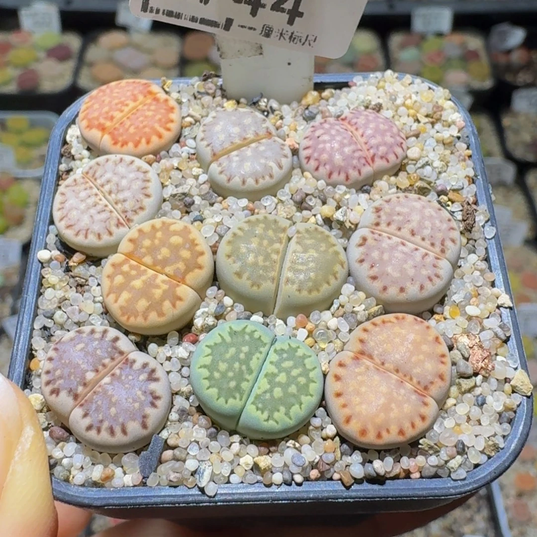 Ssss清货便宜出了744卡1.3