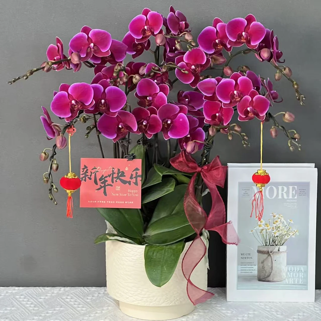多彩优选（红宝石）欧品红色稀有贵货蝴蝶兰鲜花室内送礼高端花卉