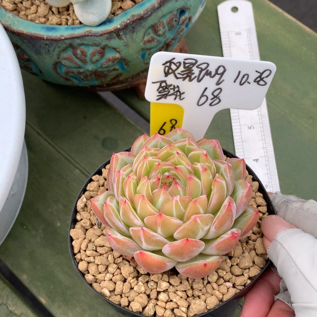 仪***q我们家的小仙女们