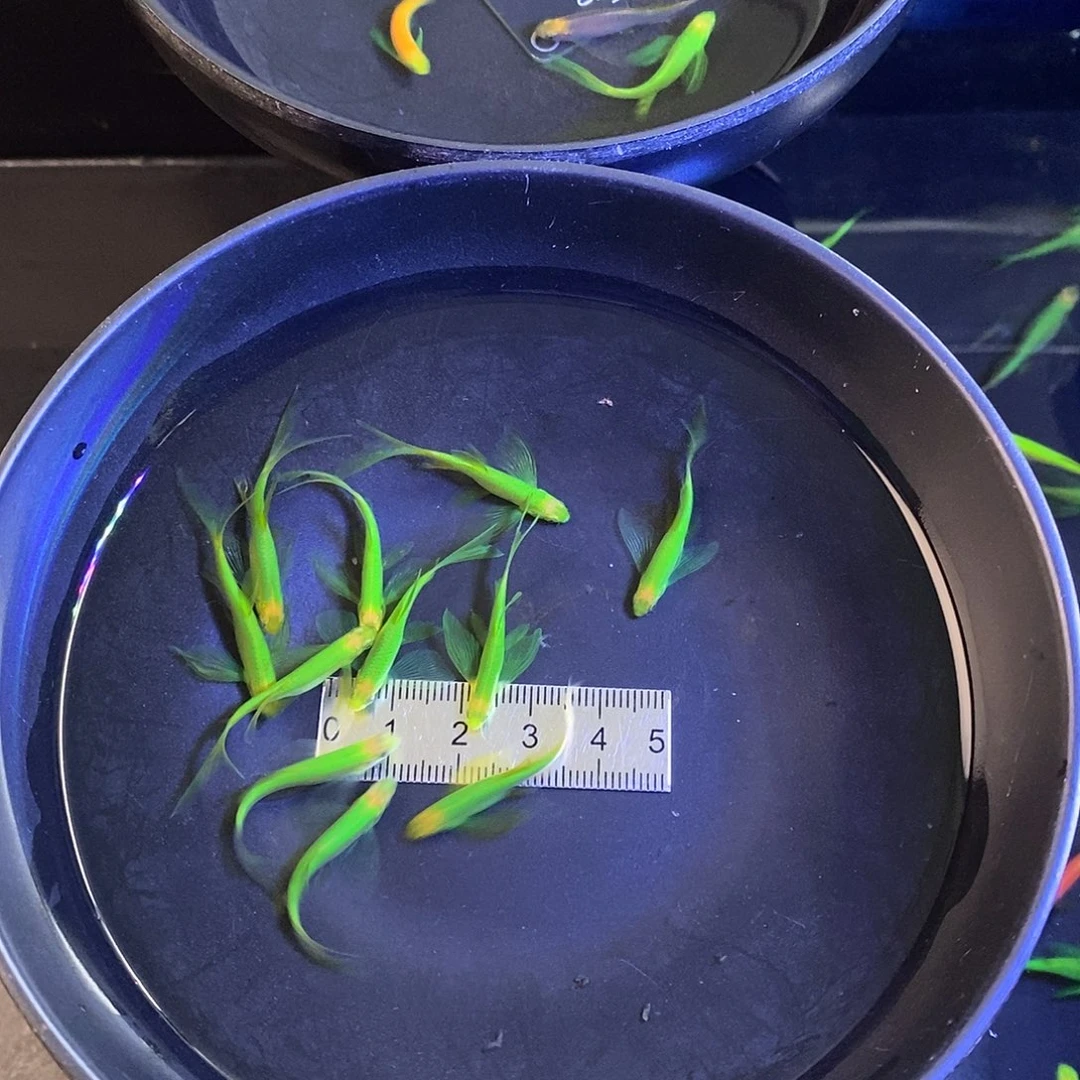 斑马鱼蝶翼斑马混搭5个