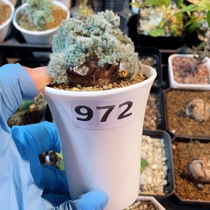 同***堂972羽叶杨葵块根植物