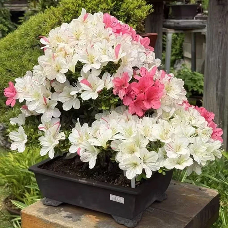 皋月杜鹃一物一拍直播专用链接