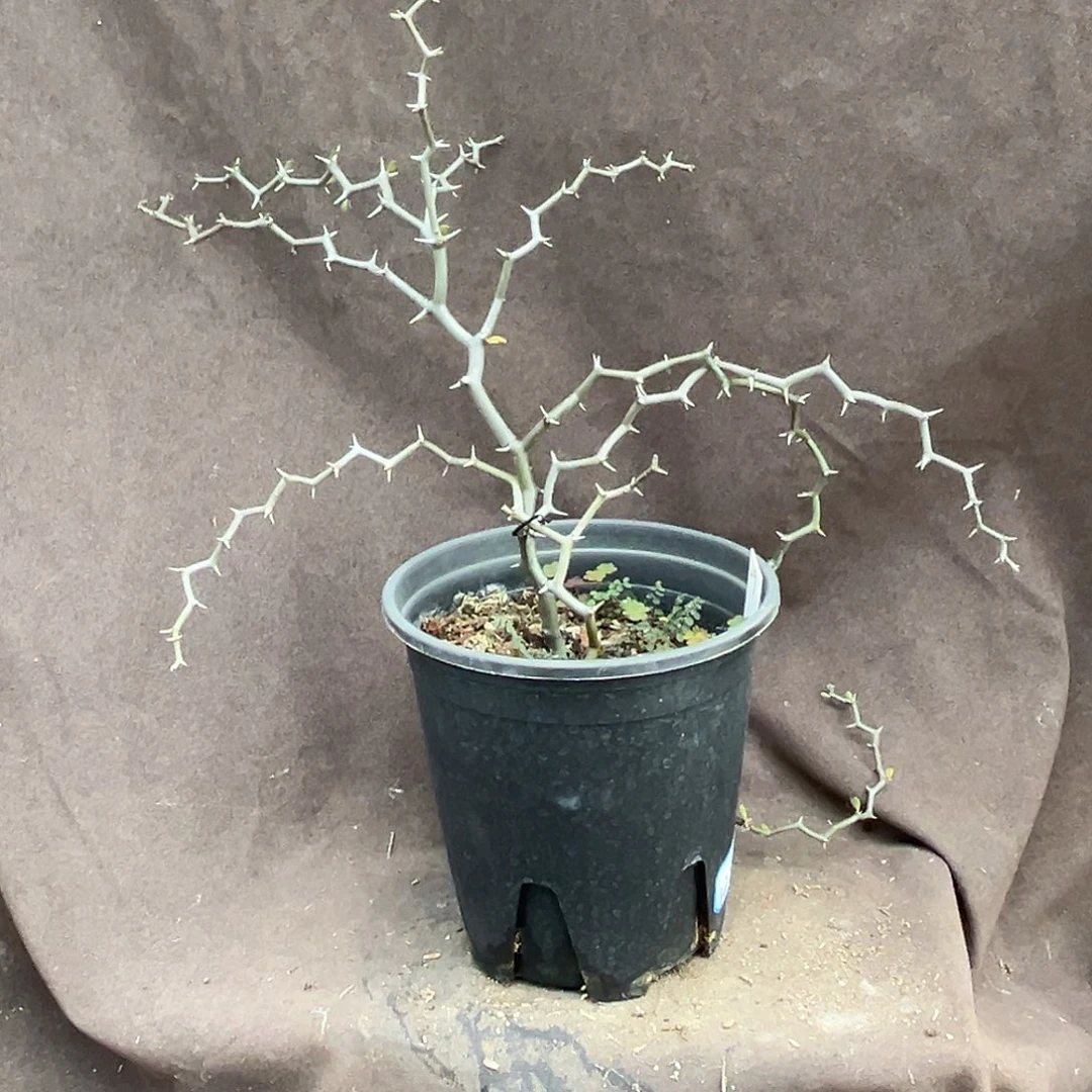 汤圆植物D9弯曲龙原价128