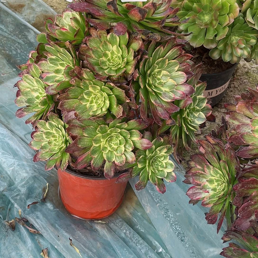 多肉植物嫦娥不包291