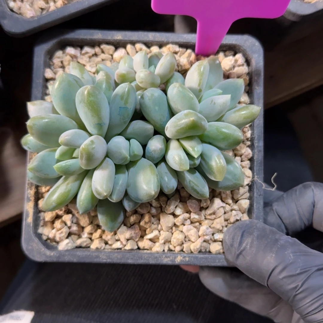 哥特萝莉群111111111111111