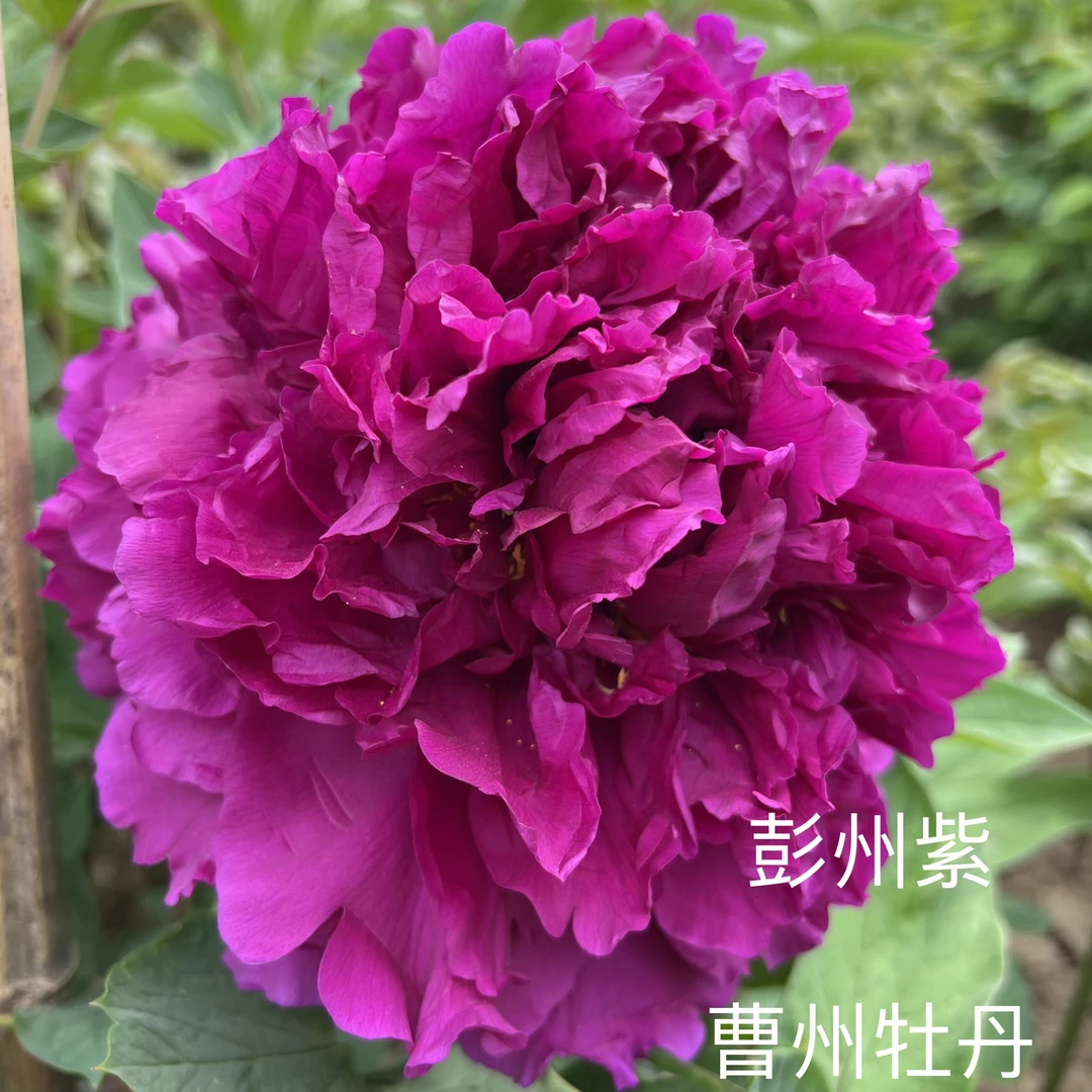 观赏牡丹品种 彭州紫