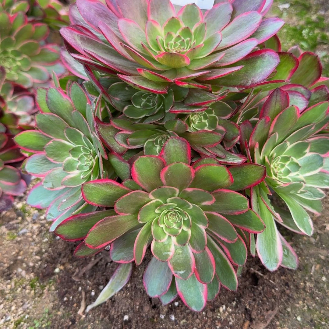 用****6422粉花妖。多肉植物