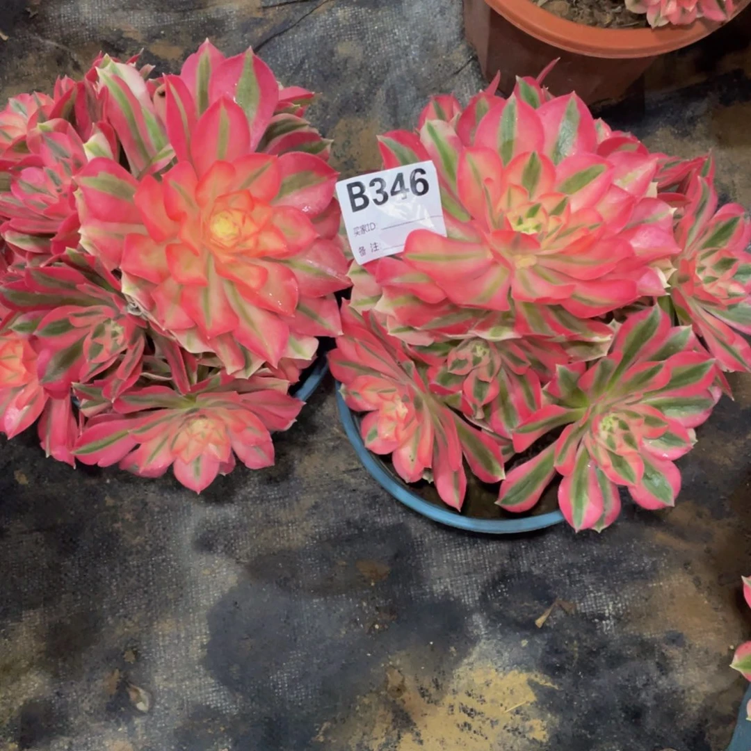 钱***进346女巫111111多肉