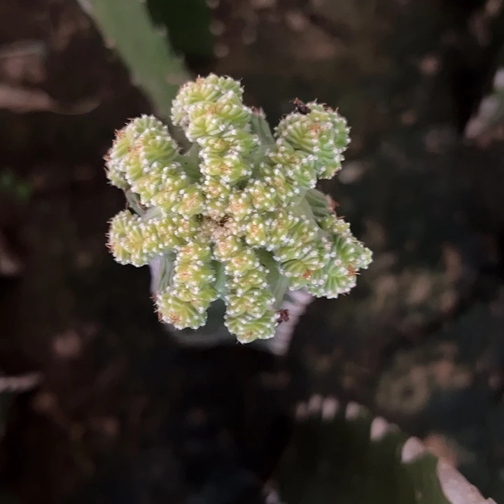 1786号五星花笼5.5厘米左右三角嫁接