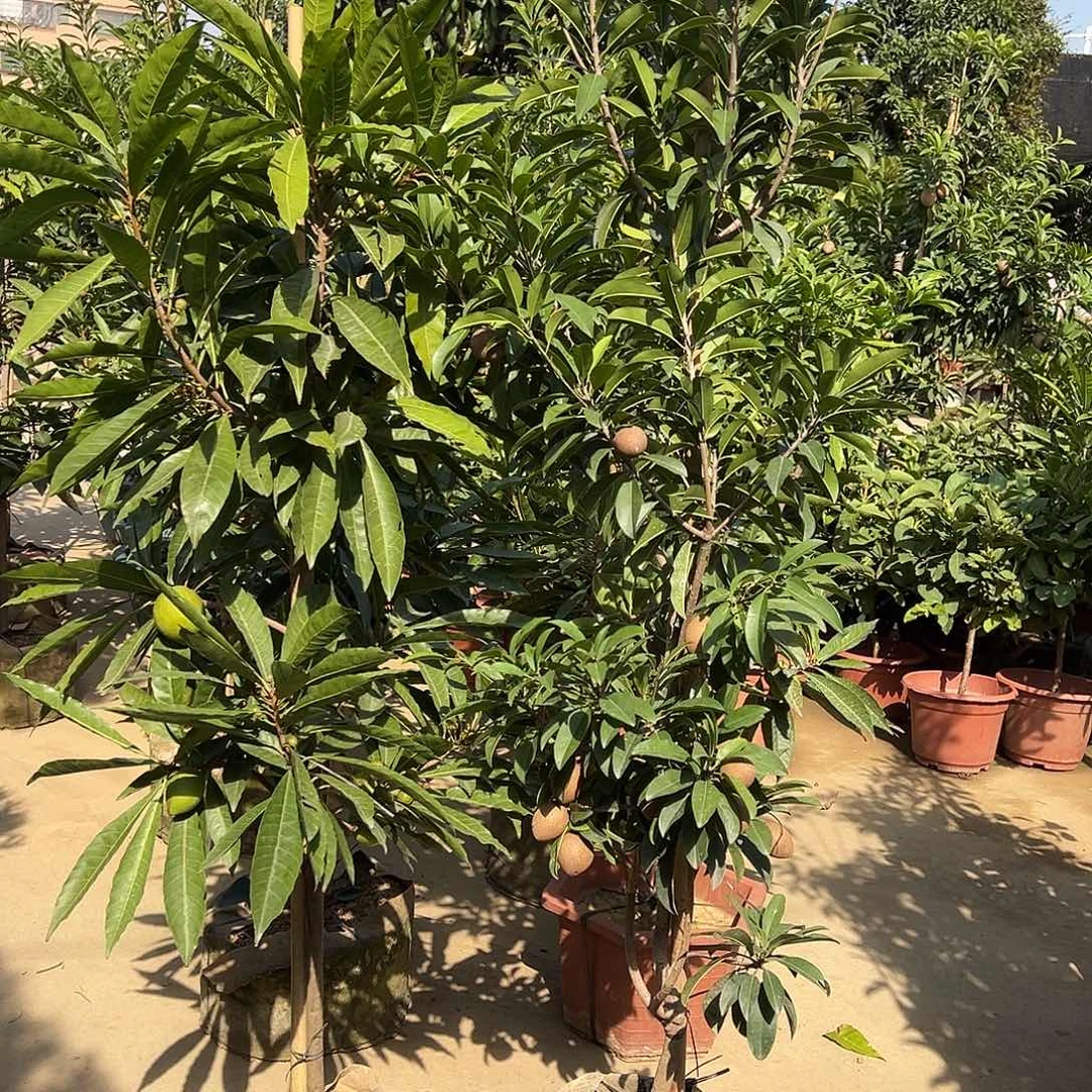 用***4完全开放寿桃仙桃 人心果