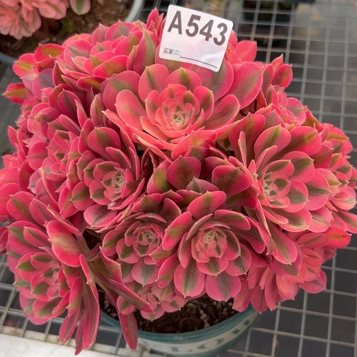 543女巫25厘米左右