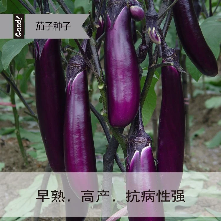【早熟高产】紫龙长茄种子易种耐旱抗病春季夏黑紫色长茄子种