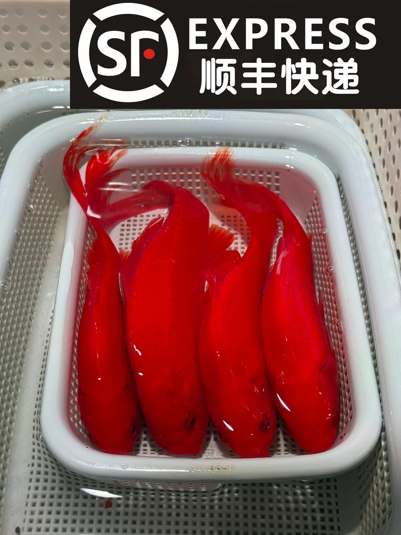 【15-18cm】凤尾大红草四条 锦鲤金鱼冷水观赏鱼好养耐活
