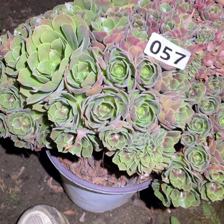 30厘米左右玫瑰朵朵缀