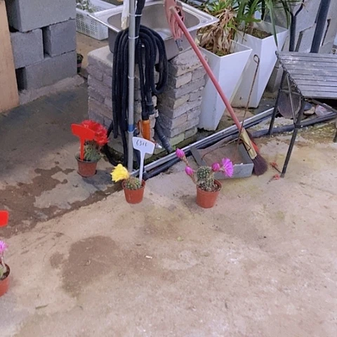 ?****༻微生菌肥500m l