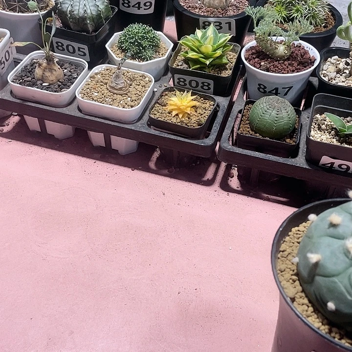 白***起870实生大长毛海鲜