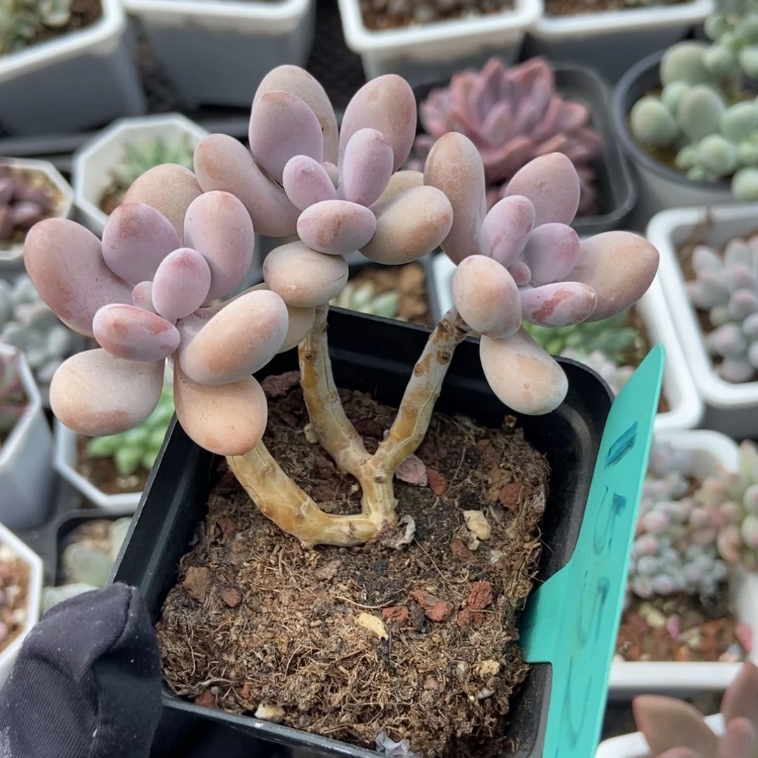 1552桃蛋多肉植物保护