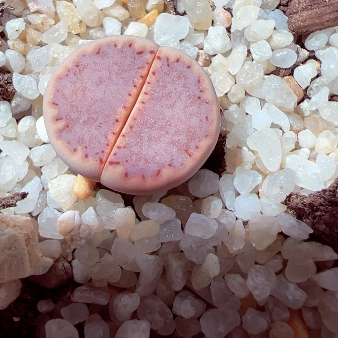 602-110多肉171饼干