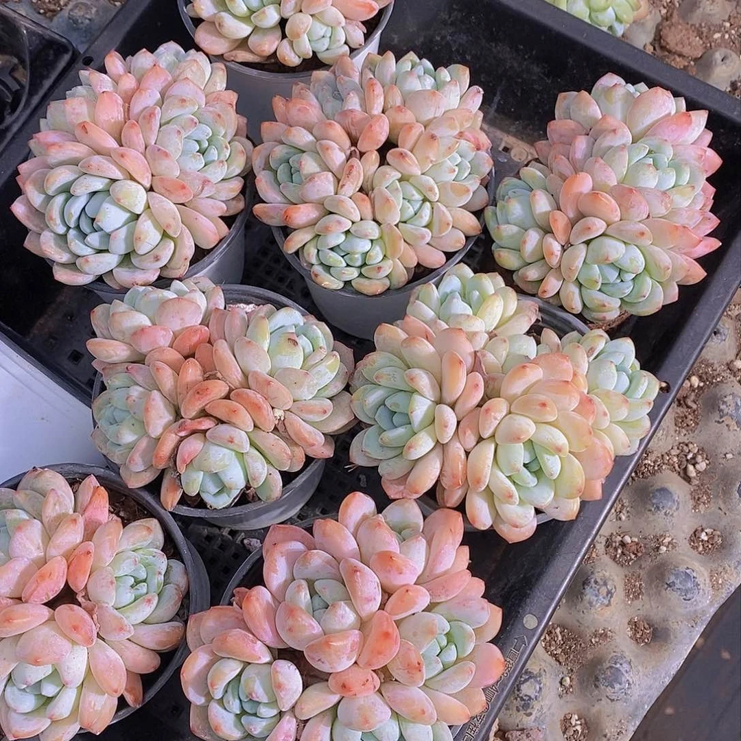 0304-新批次 冷香群福利一颗 量拍