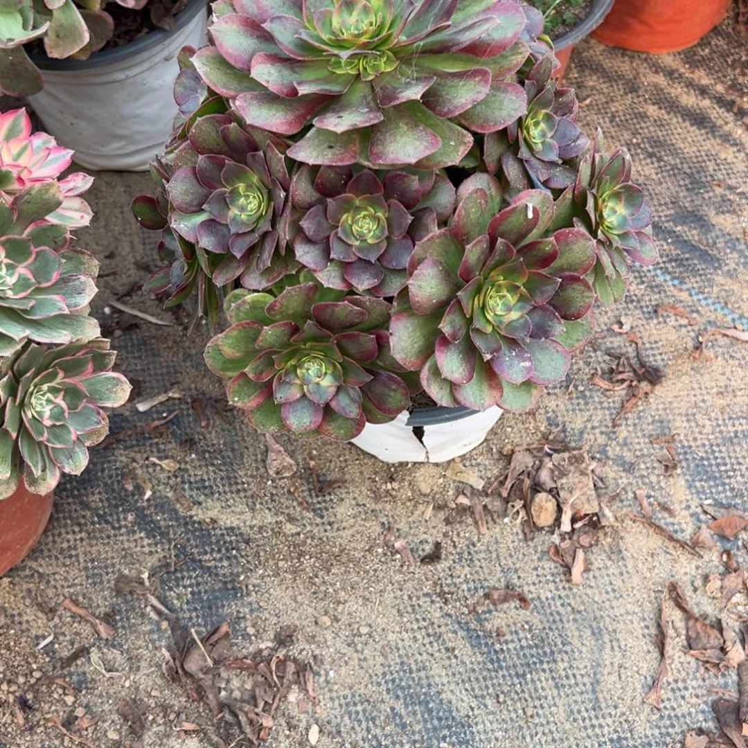 669火狐多肉植物法师多肉