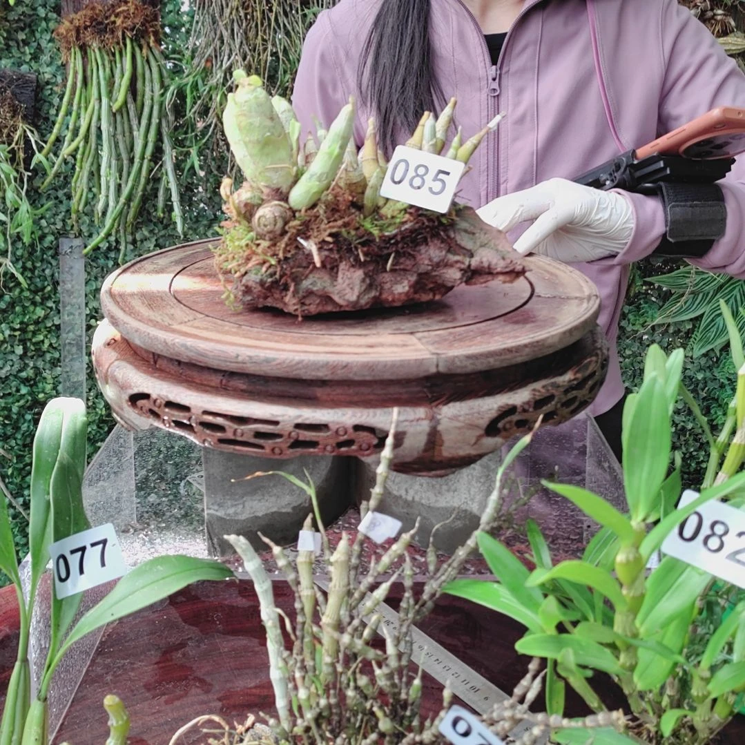 085麝香虎牙花卉植物微景观