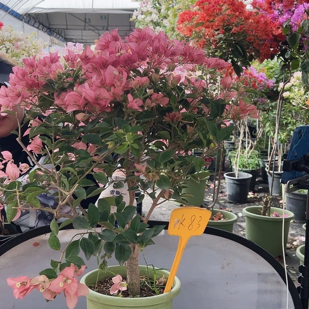 鱼***香大部分花苞少量开放K83卡亚塔