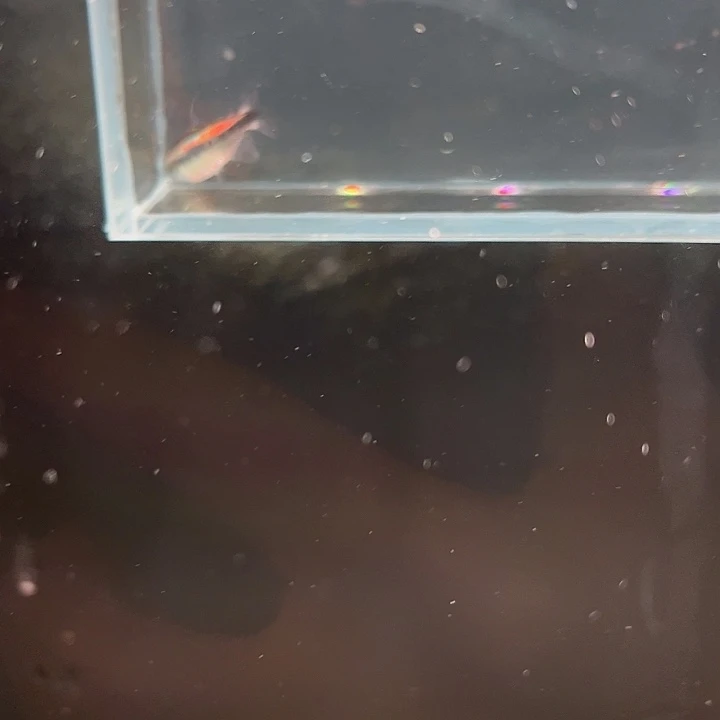 灯科鱼22号 幻彩蓝魔鬼 2.5cm左右
