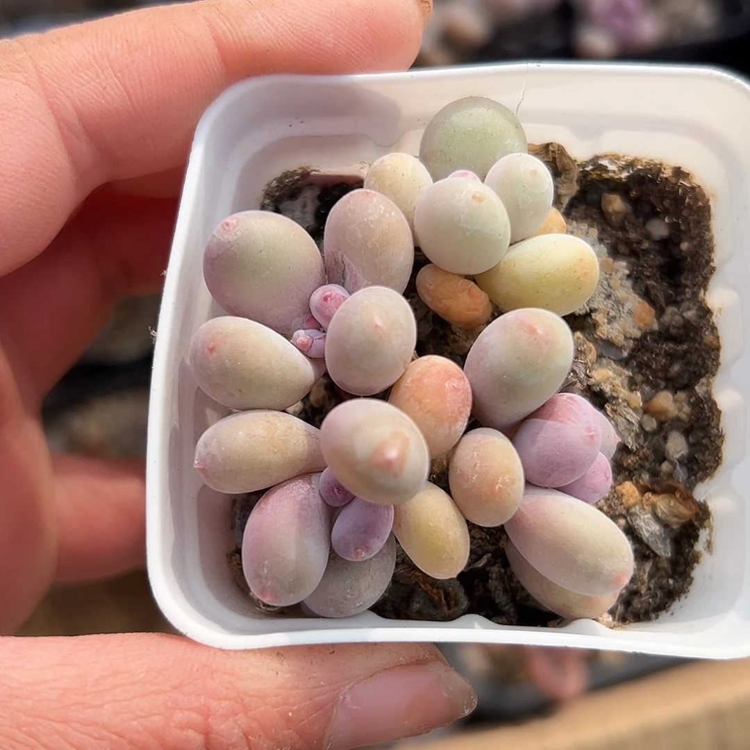 多肉植物多肉植物