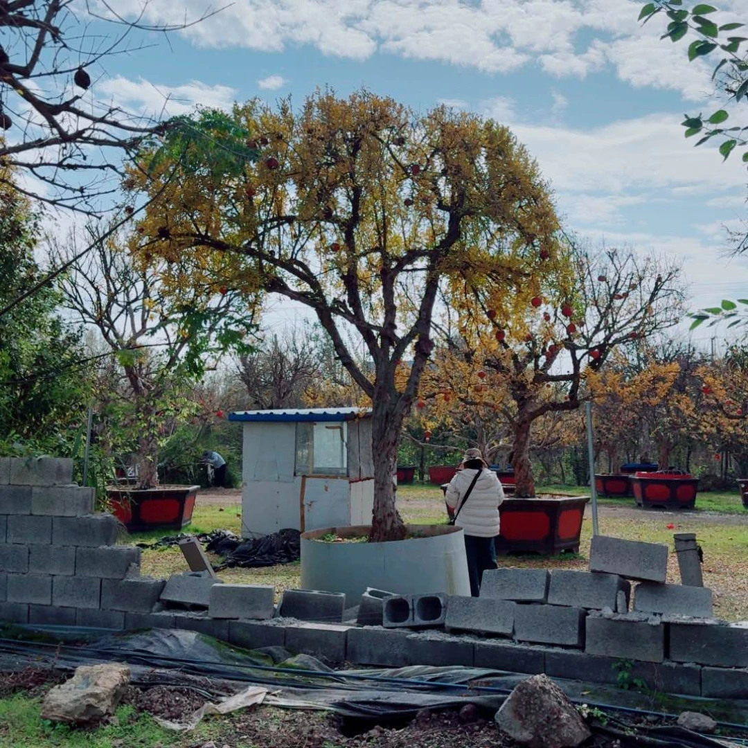 大红袍石榴树一物一拍