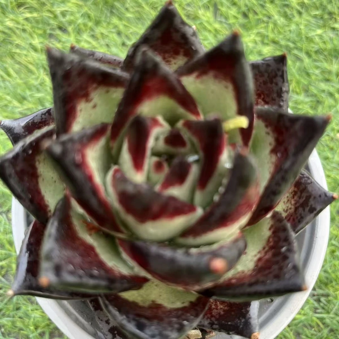 2王小二大乌木全店多肉任意拍满2单发货 满5单送一包吡虫啉