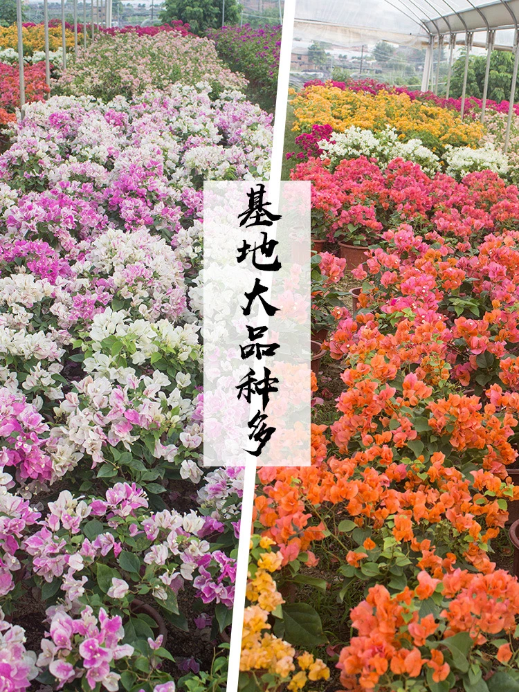 生桩熟桩价格链接