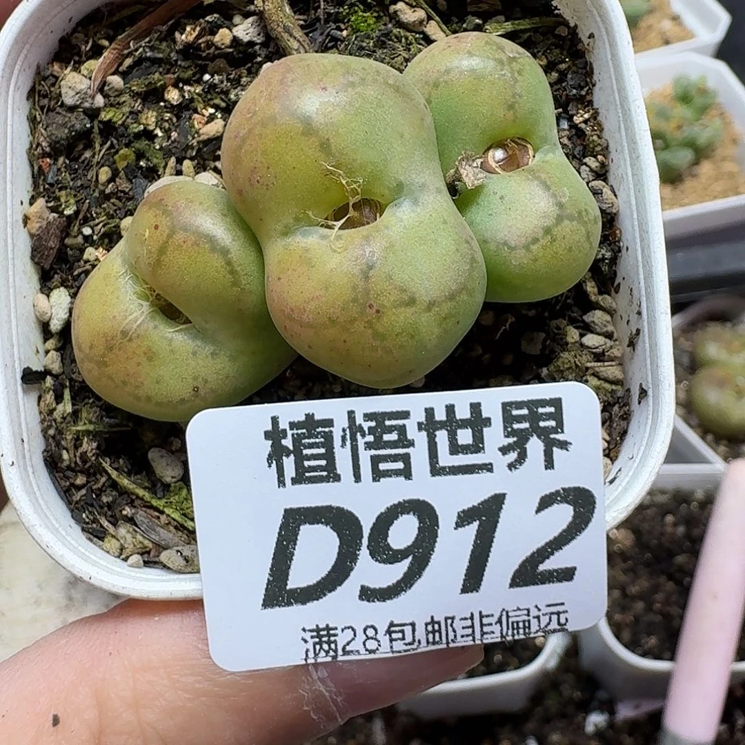 多肉植物的润泽dgbnm