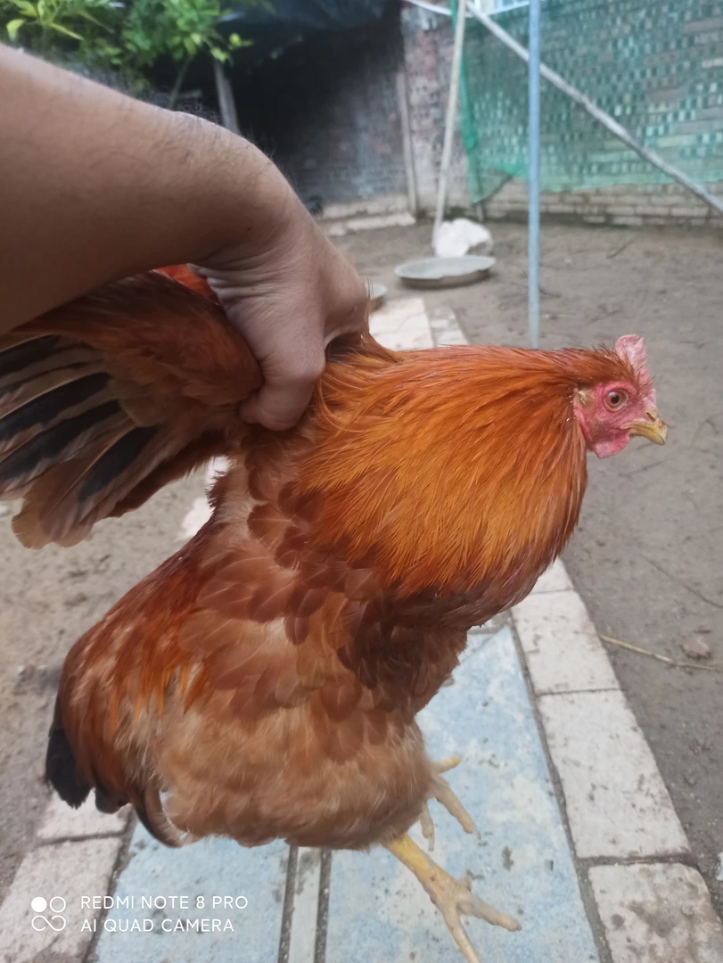 农村家养土鸡杂粮喂养冷链包邮