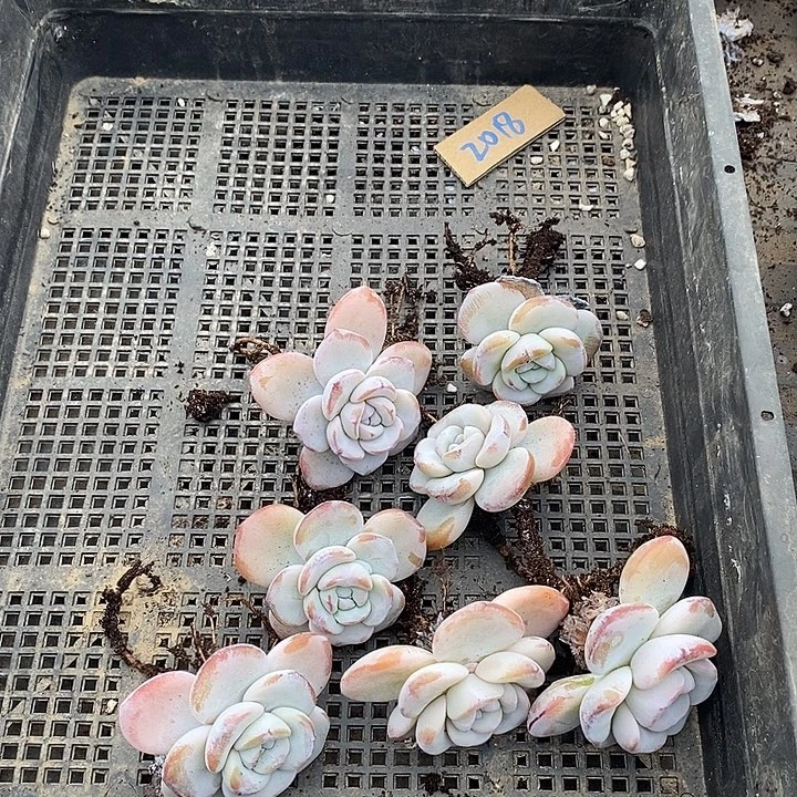 菊***乐无花朵2015号一物一拍雪莲