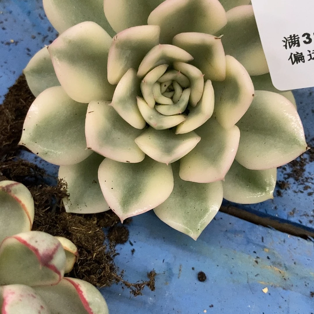 743月亮仙子覆轮锦炸多肉植物