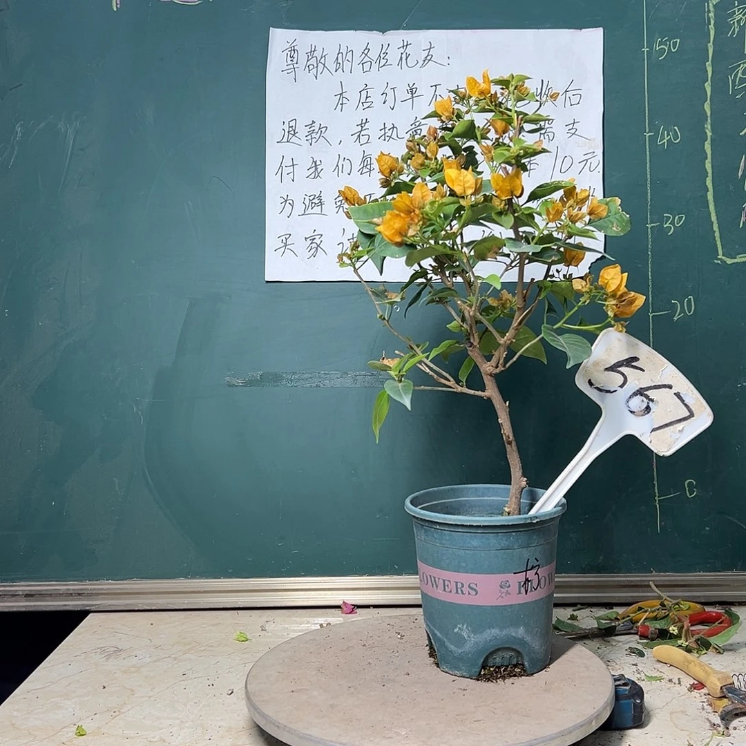 完全开放柠檬黄567