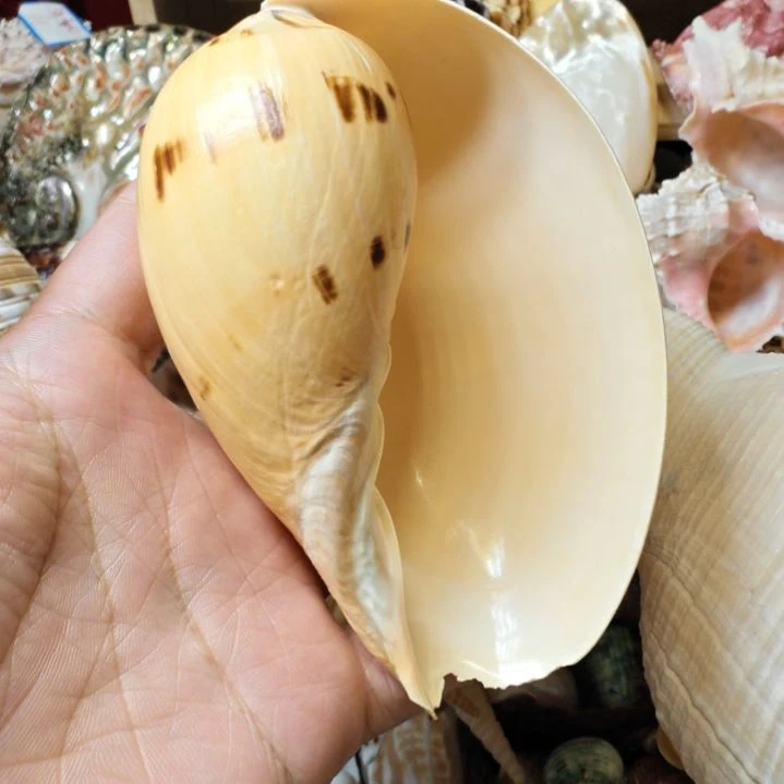 石材天然海螺椰子