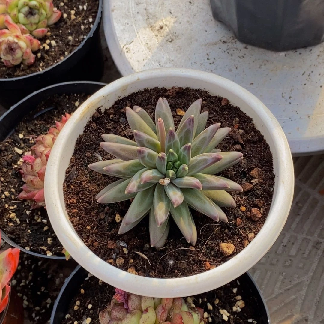 ?****?48包邮一物一拍多肉植物
