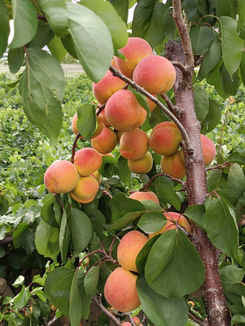 崂山二号 麦黄 软糯香甜，爆汁保甜，老人孩子都喜欢吃的崂山蜜杏