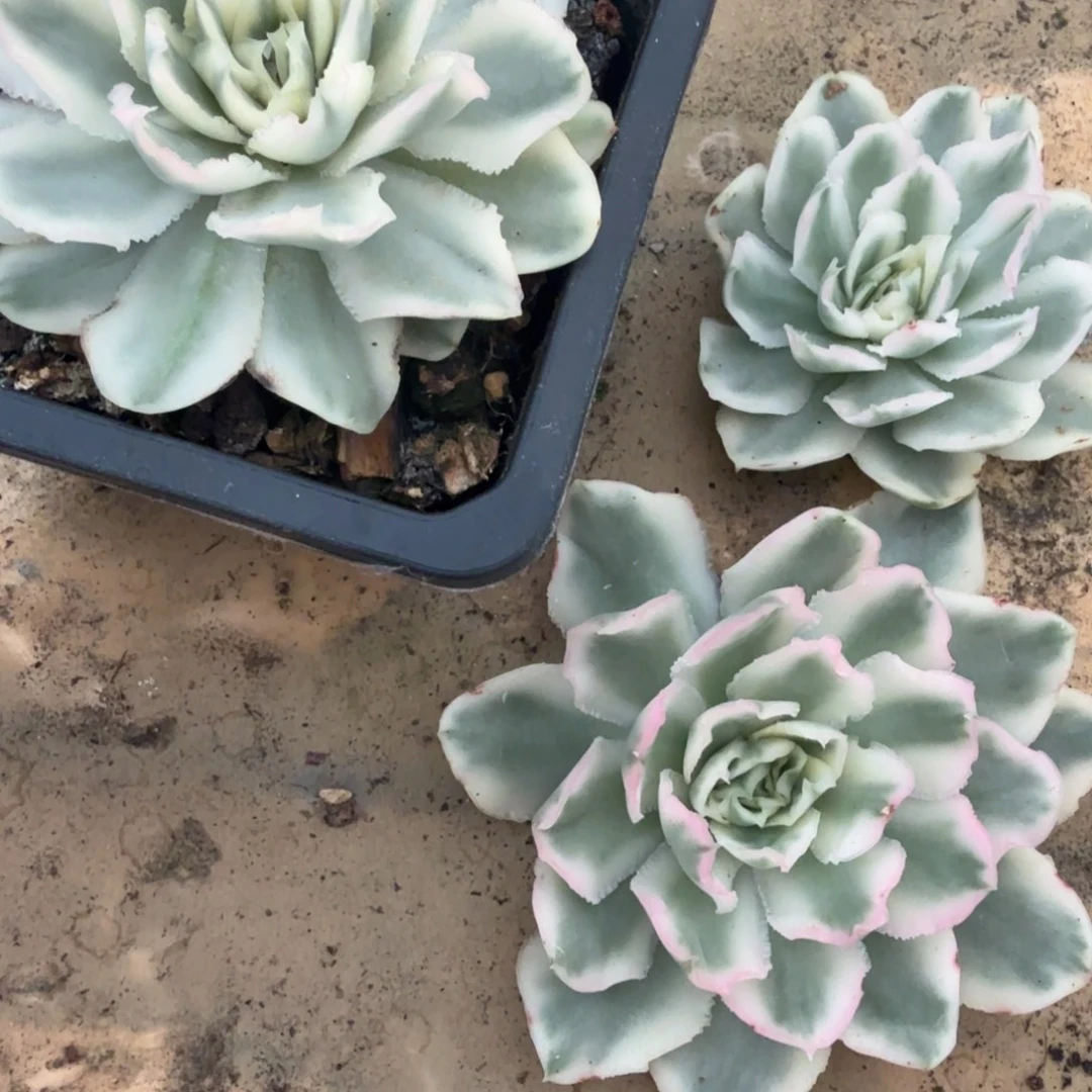 a***e紫蝴蝶锦多肉锦植物