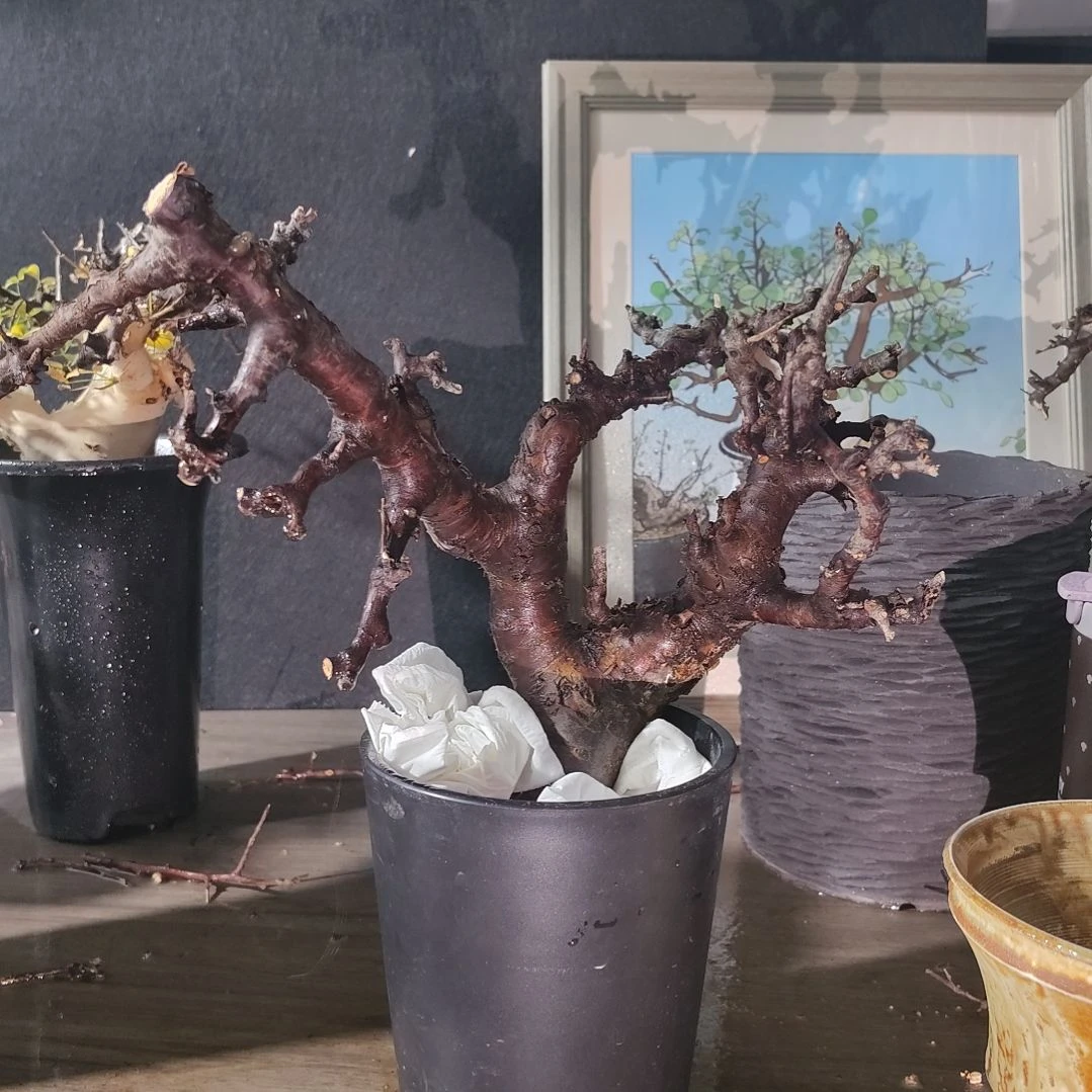 产地黑皮博然恩斯