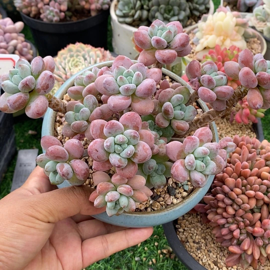 红洛神整桩无砍包邮