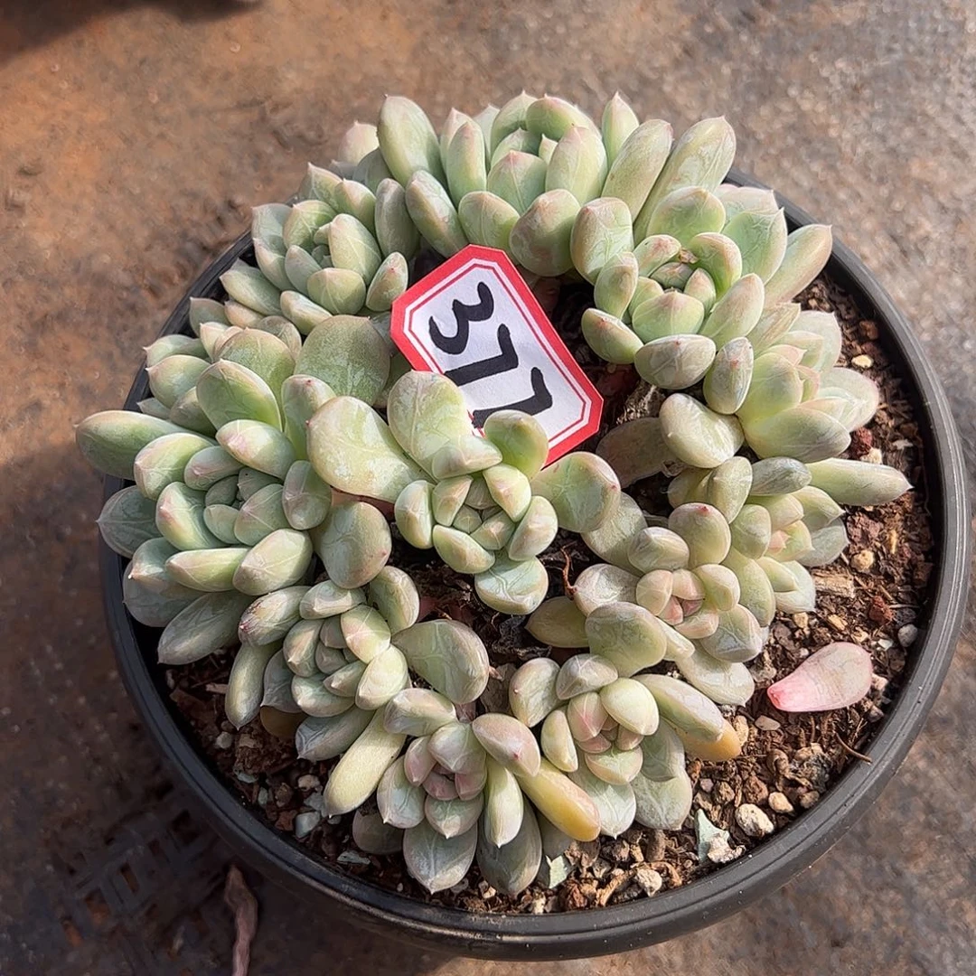 377百达翡翠，一物一拍