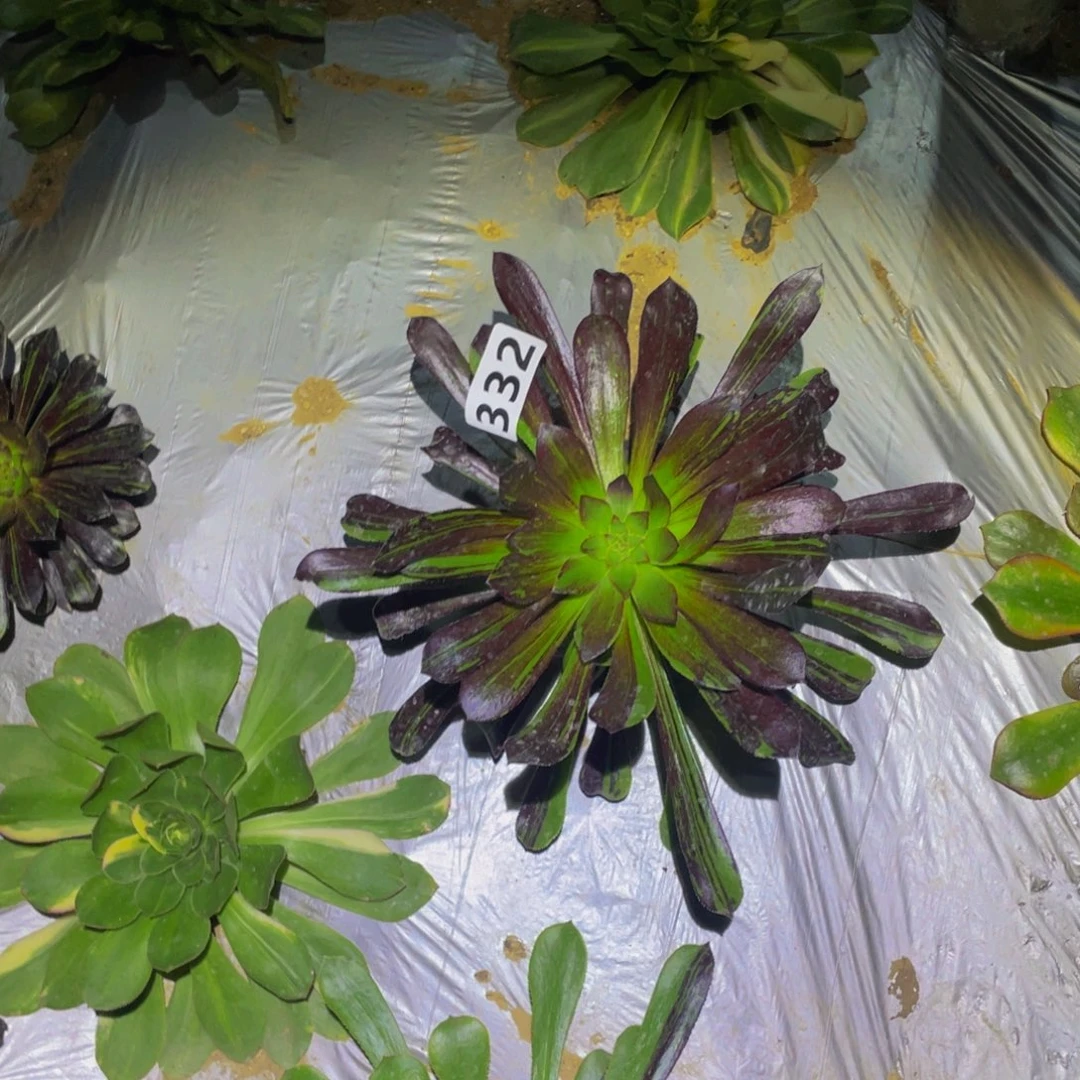 水墨丹青多肉植物332