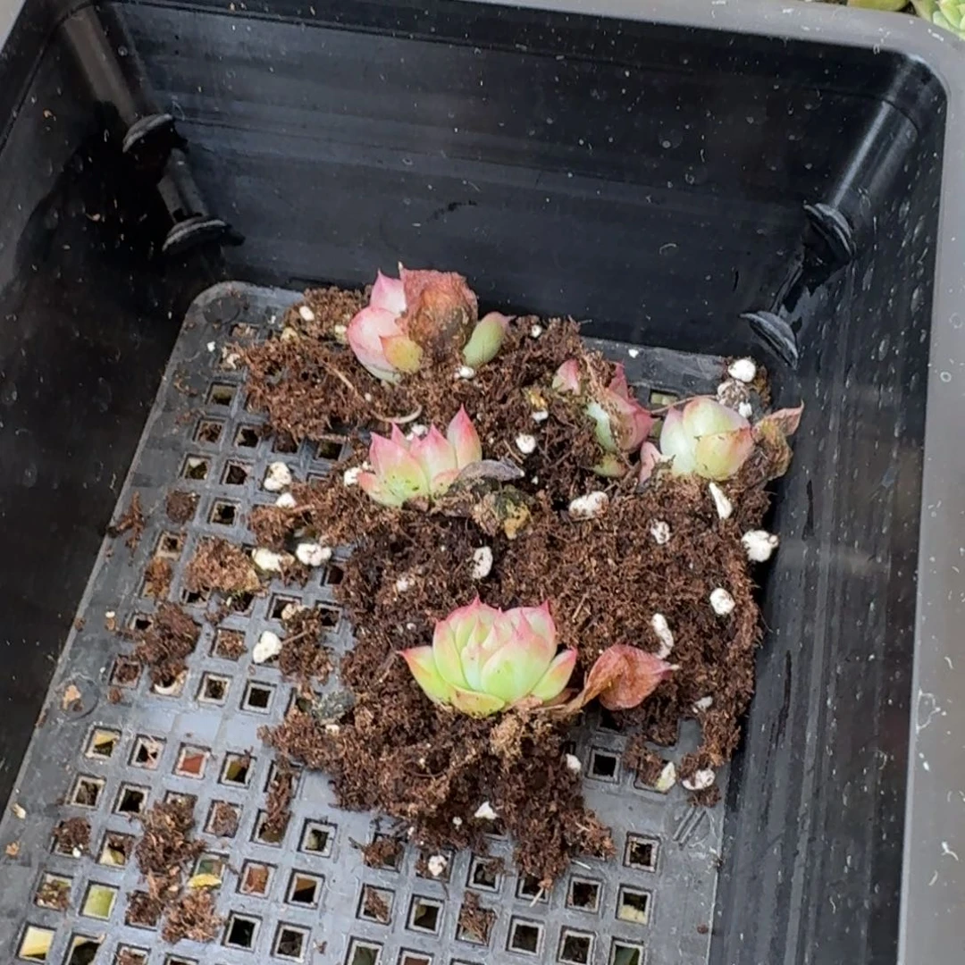 红边线海胆麦秆一颗量拍24-157