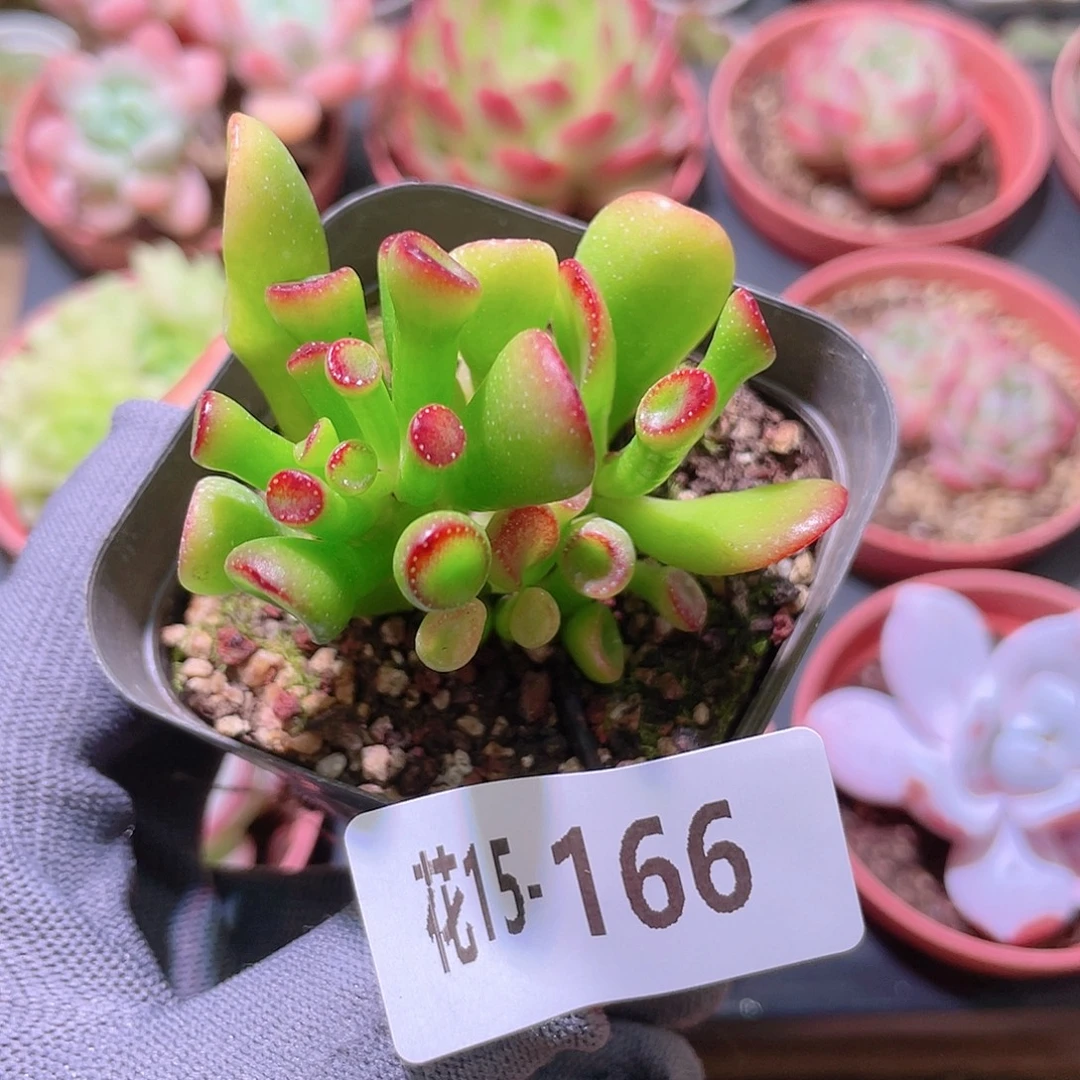 花利美15-166吸财树