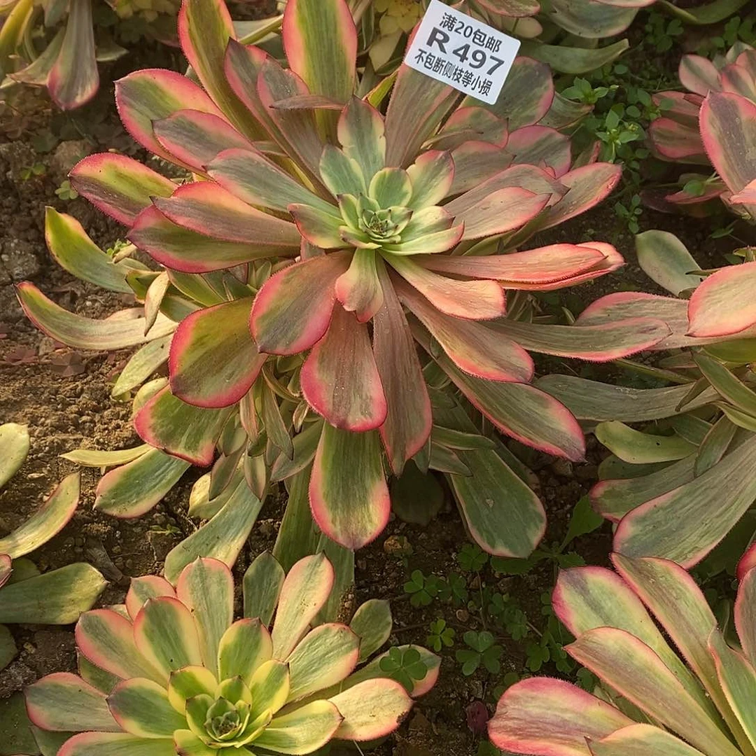 497烟花多肉法师锦